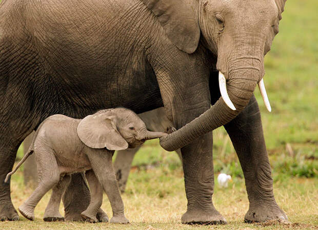 Малыш слона