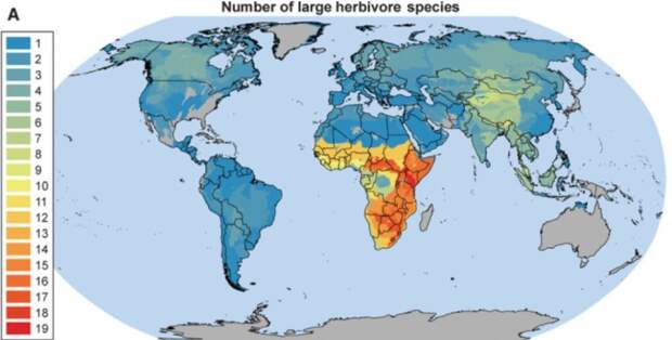 Число видов крупных травоядных по разным континентам Земли. Хорошо видно, что больше всего их в Африке, а меньше всего – в Австралии (инвазивные виды не идут в зачет). Без скота очень сложно добиться равномерного возврата фосфора из растений обратно в почву  / ©Science