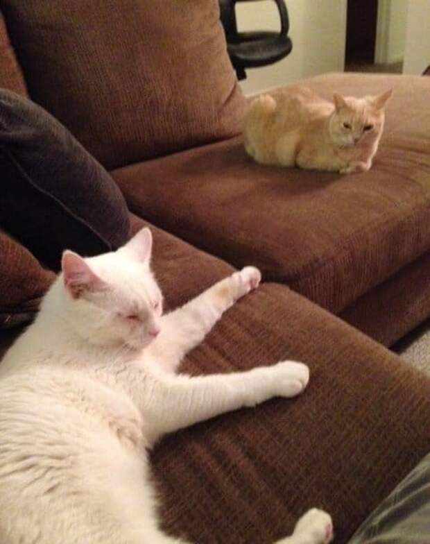 кот нашел дом два кота на диване