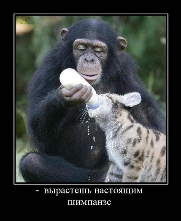 Демотиваторы №1019 (30 фото) Демотиваторы №1019 (30 фото)
