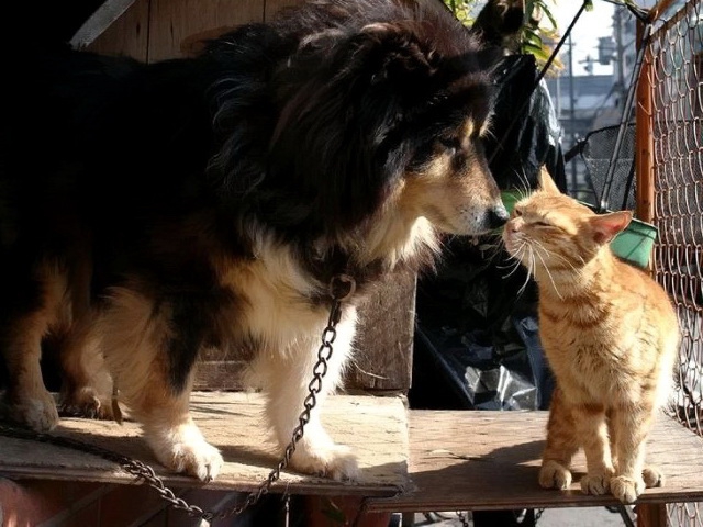 Кот и пёс  кот, кошка, пёс, собака
