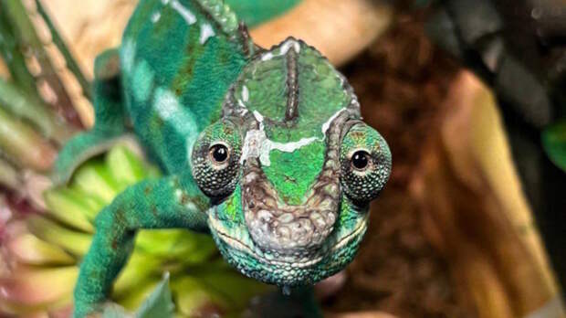 В Минске рассказали о "маленьком дракончике", живущем у Лукашенко