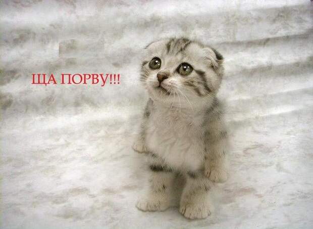 Котоматрица. Мысли вслух :)