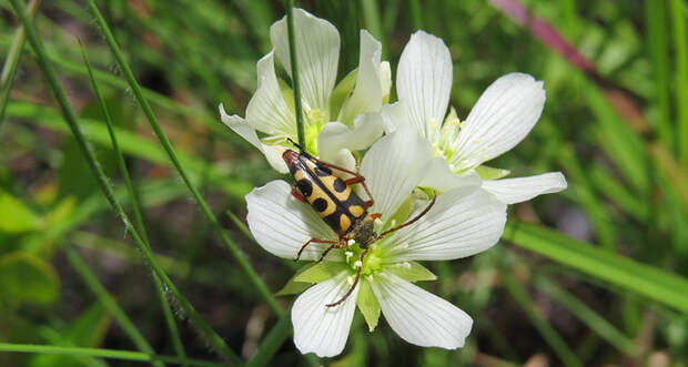 venus flytrap and beetle