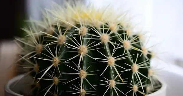 9 красивых растений для подоконников на восточной стороне