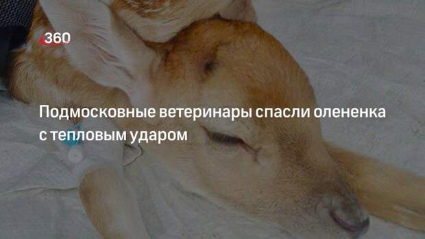 Подмосковные ветеринары спасли олененка с тепловым ударом