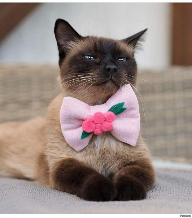 7ebbdbaff9228b39371be47147dba5de (617x700, 81Kb)