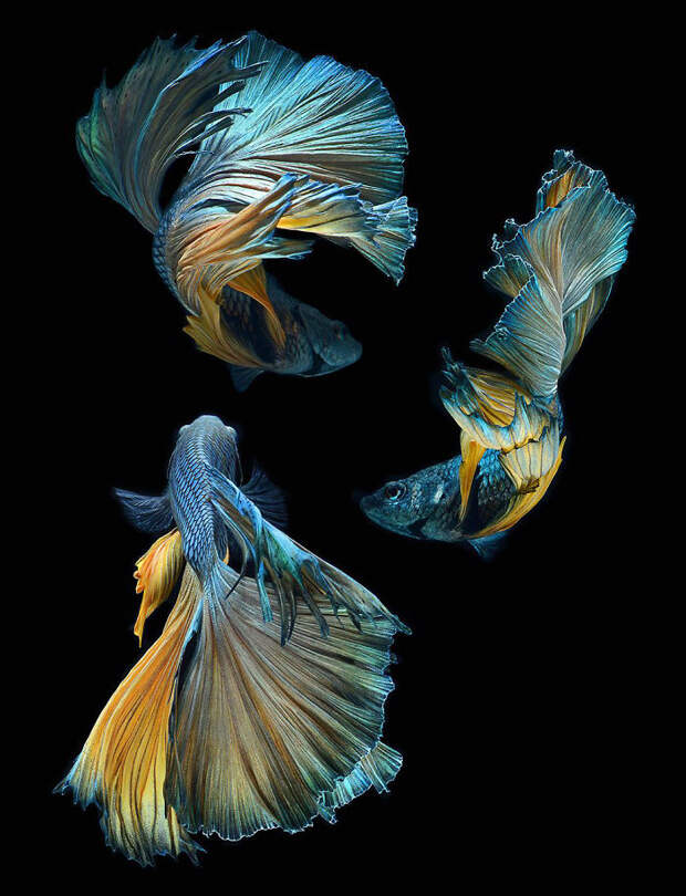 The Elegant And Fantastic Poses Of Aquarium Fish Captured By A Thai Photographer