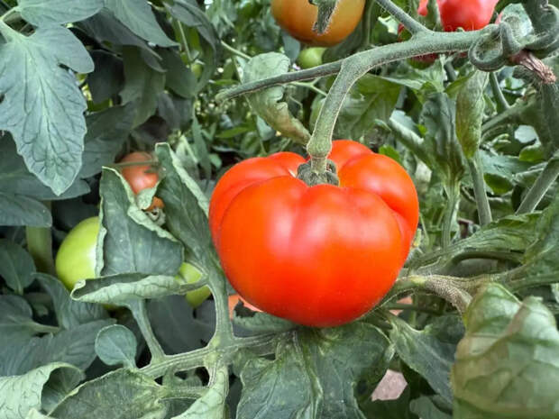 Помидорный взрыв: как с одного куста собрать ведро — 5 лучших сортов