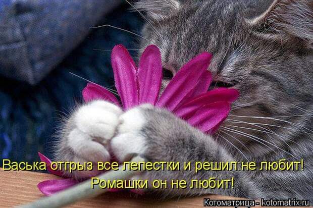 Лучшие котоматрицы недели  