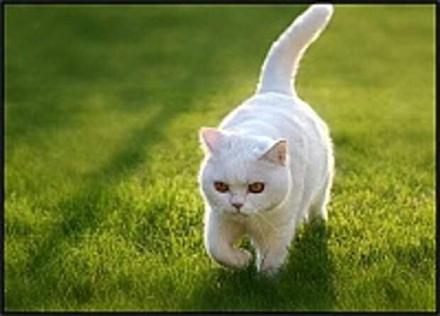 Кошки и Котята 186