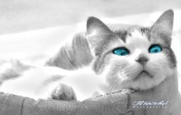 Любимые коте:) 10