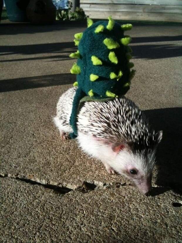 Hedgehog For Halloween 4 Как нарядить ёжика на праздник