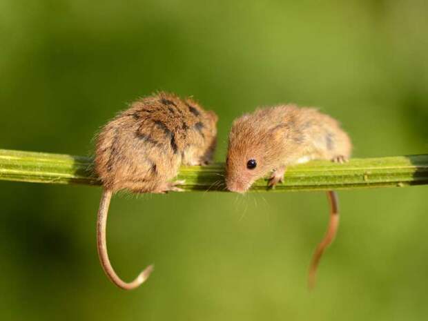 В объективе — мышки-малютки