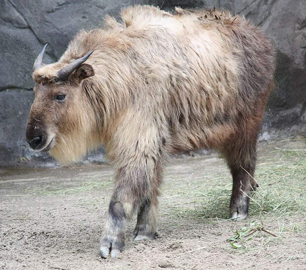 Takin_Juvenile_159