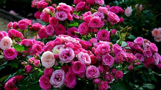 Как оживить розу на садовом участке