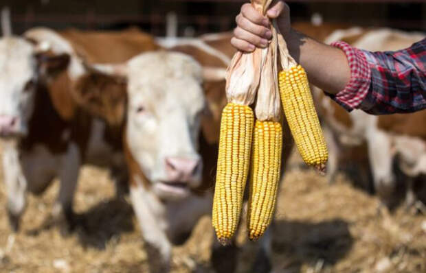 Кукурузой можно кормить крупнорогатый скот для лучшего надоя молока/ фото:dionagro.ru Кукурузой можно кормить крупнорогатый скот для лучшего надоя молока/ фото:dionagro.ru