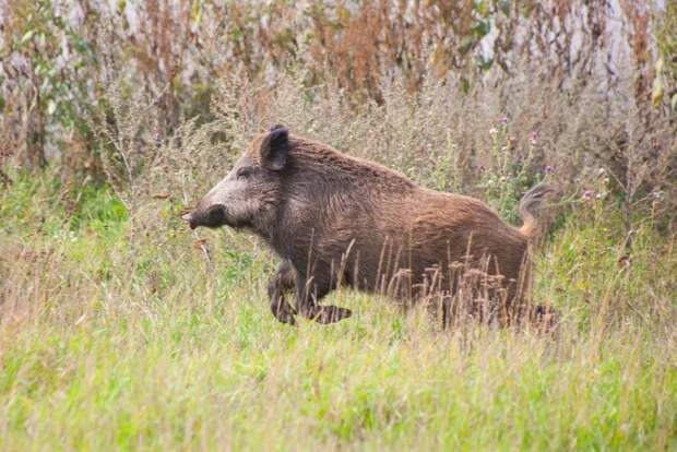 В Тульской области в заповеднике «Калужские засеки» растёт число кабанов