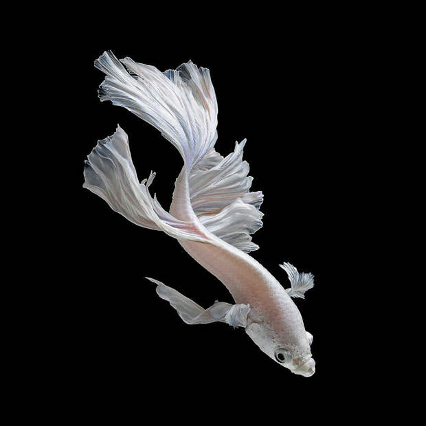 The Elegant And Fantastic Poses Of Aquarium Fish Captured By A Thai Photographer