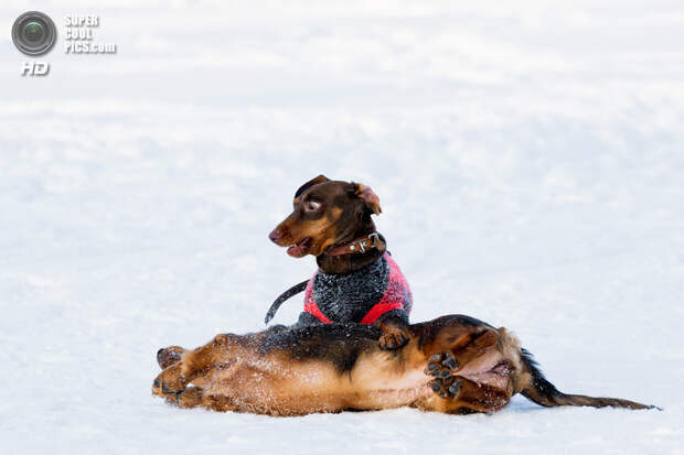 Снег — собачье счастье. (Artem Sapegin)