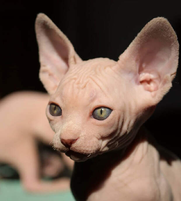 20 очаровательных фото котят сфинкса, самой оригинальной породы домашних кошек