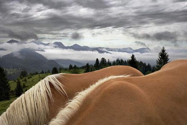 Фотопроект Equus: Красота Лошади