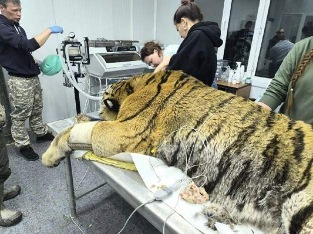 Тигра, который кошмарил приморское село, отловили и отправили на обследование