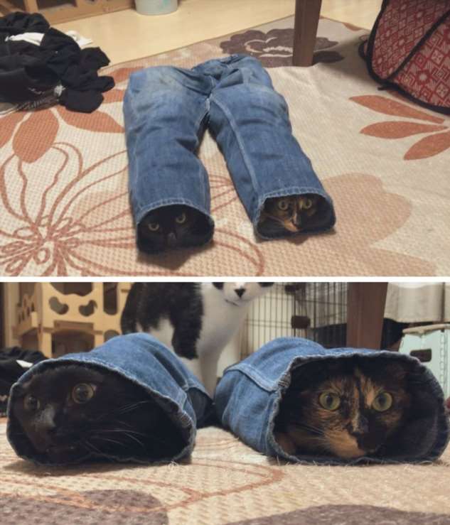 15 вещей, которые мечтает перевести на человеческий каждая кошка