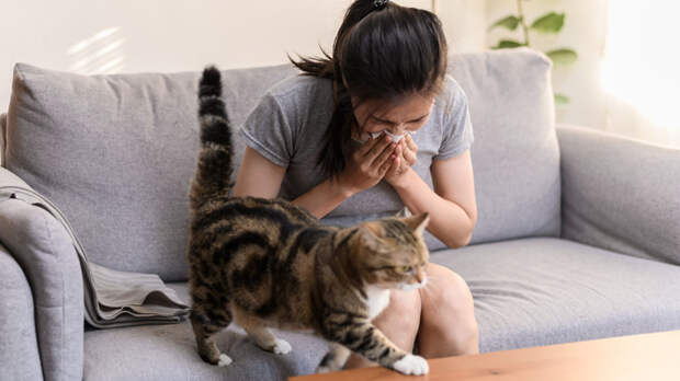 Российская вакцина от аллергии на кошек прошла лабораторные тесты – впереди испытания на людях