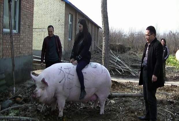 В Китае вырастили огромную свинью