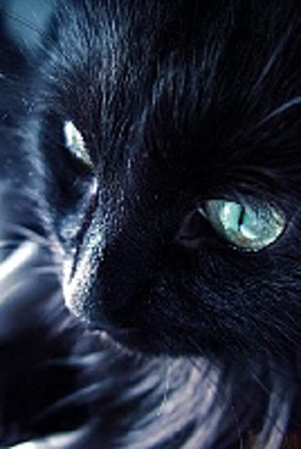 Кошки и Котята 80