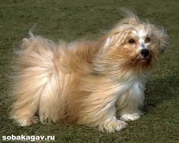 Гаванский бишон собака. Описание, особенности, уход и цена гаванского бишона