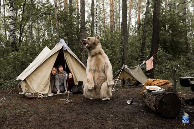 Like in a fairy tale. pictures of Russian family playing with a bear 04