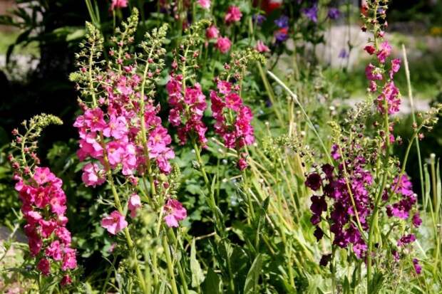 Коровяк фиолетовый (Verbascum phoeniceum)