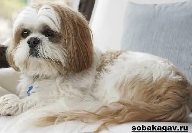 Ши тцу собака. Описание, особенности, уход и цена ши тцу