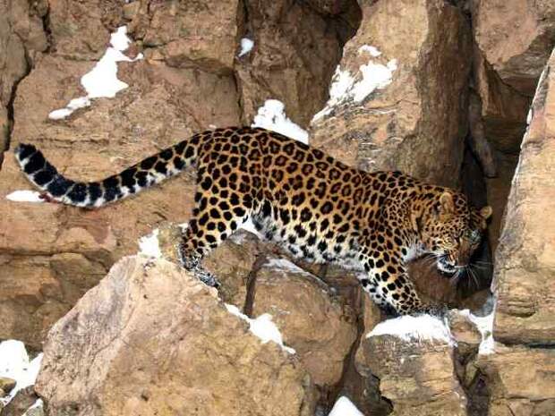 Amurskiy-leopard.jpg