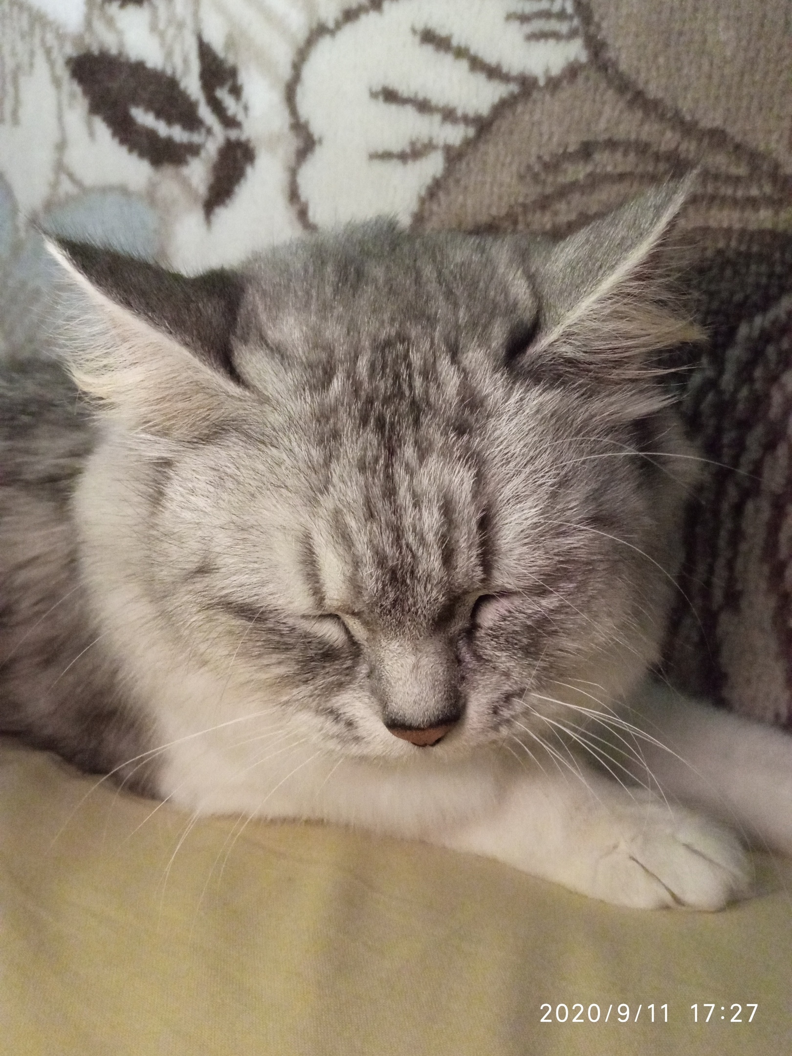 кошка потерял хозяйку кошка на диване