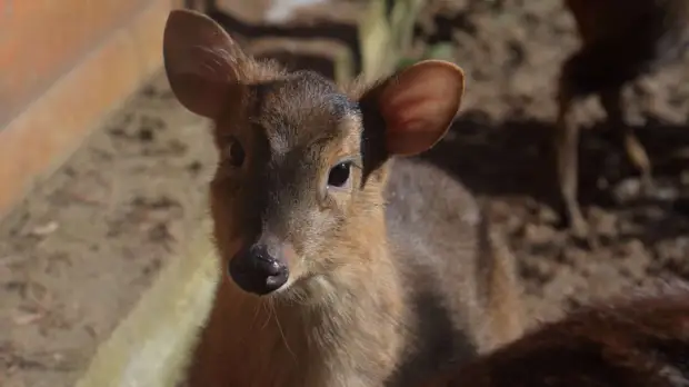 Родившийся в Ленинградском зоопарке детеныш мунтжаков начал «выходить в свет»