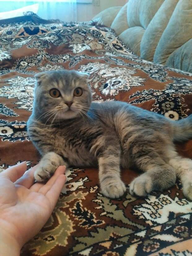 хозяева бросили кота кот отдыхает