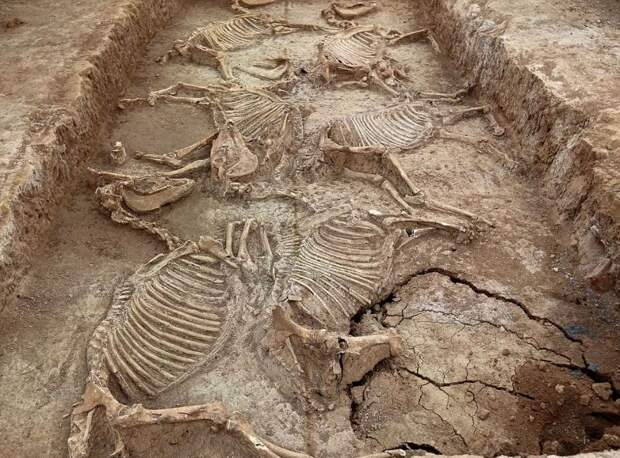 В Китае нашли древние гробницы королевской семьи со скелетами лошадей и собак 
