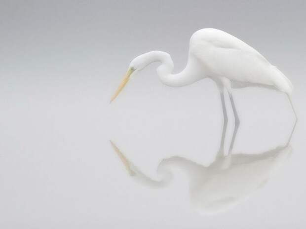 фотографии, природа, животные, national geographic