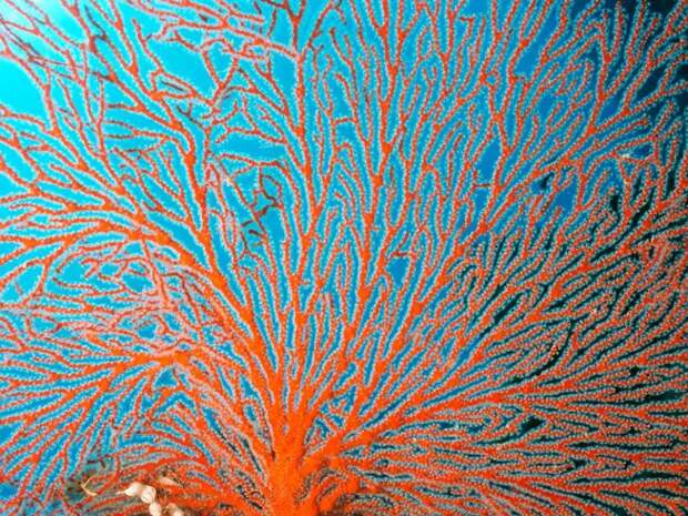 Красоты Большого Барьерного рифа 