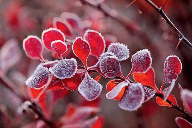 Барбарис Тунберга Atropurpurea