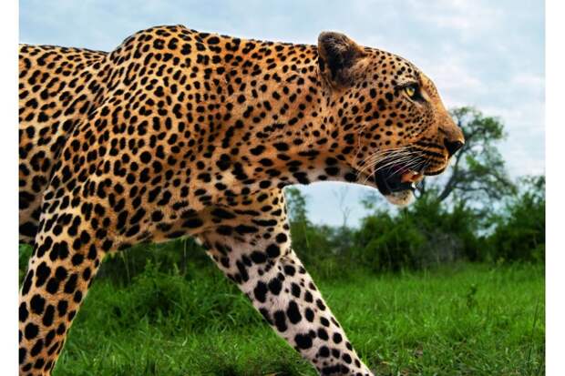 Леопарды могут сливаться с ветвями растения, они умеют буквально врастать в изгибы деревьев и становиться с ними единым целым