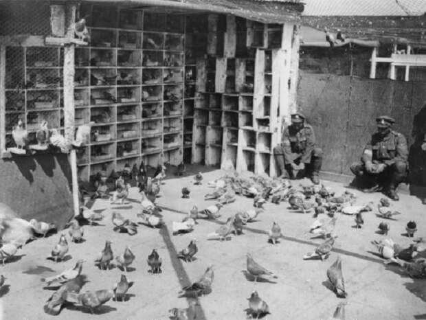 Британские солдаты кормят голубей в вольере / Источник: krylatiesportsmeni.mybb.ru