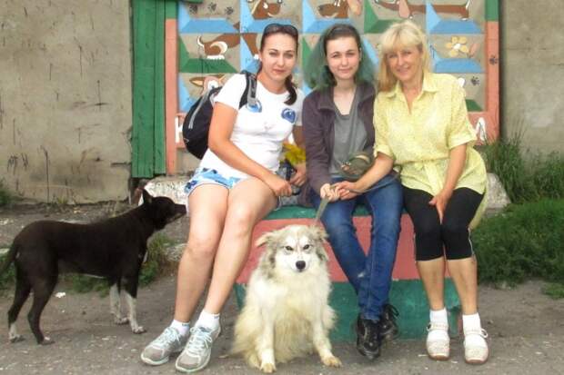 Собака несколько дней провела на морозе, застряв в заборе Собака несколько дней провела на морозе, застряв в заборе пес, приют, пушистая собака, собака