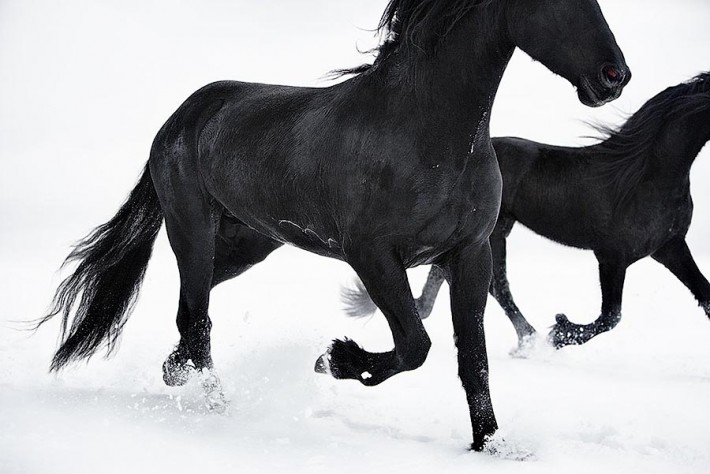 Фотопроект Equus: Красота Лошади