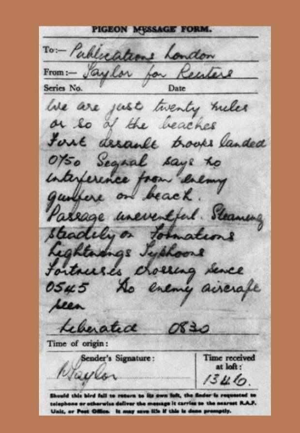 Записка Монагью Тейлора, которую в Великобританию доставил почтовый голубь NPS.42.31066