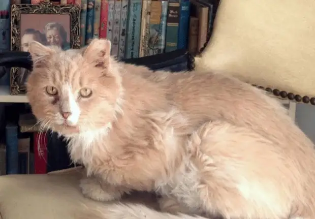 Бездомного кота нашли в ловушке, но благодаря добрым людям он снова стал домашним