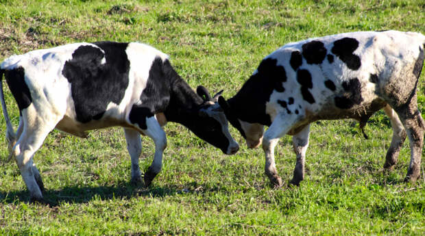 Молоко животного происхождения может быть опасно